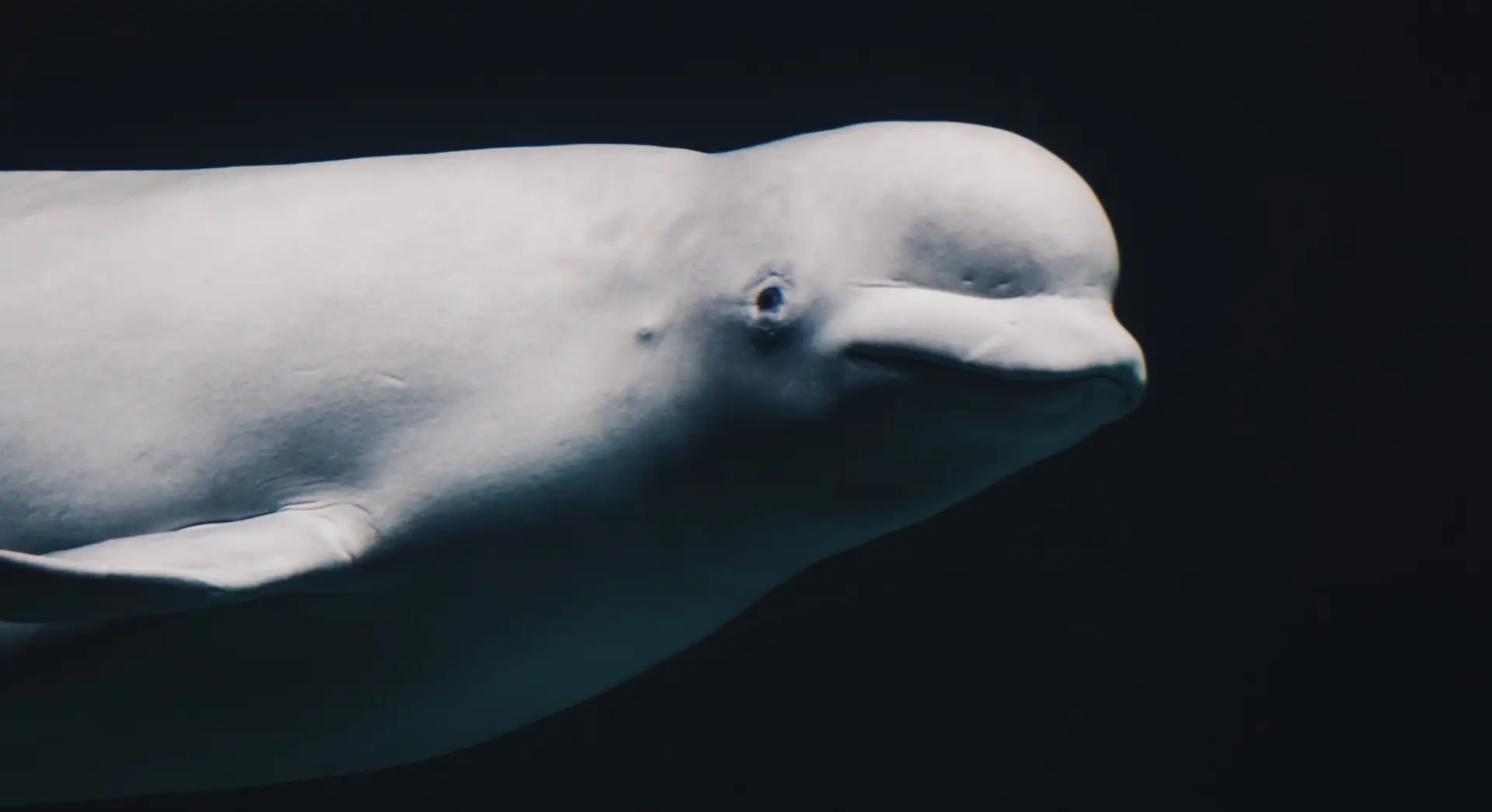 High Dollar Denials Are Often The Least Likely To Be Paid.